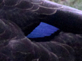 American Black Duck